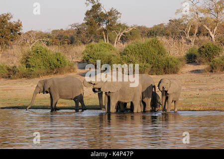 Familie von afrikanischen Elefanten Trinken an einem Wasserloch in der Chobe National Park, Botswana Stockfoto