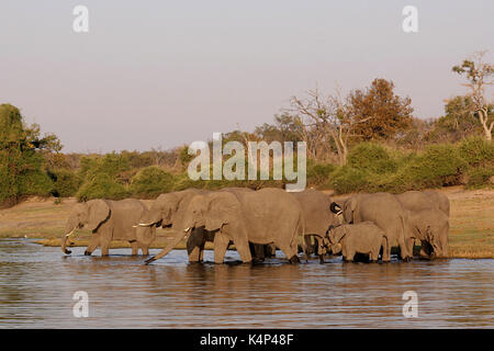 Familie von afrikanischen Elefanten Trinken an einem Wasserloch in der Chobe National Park, Botswana Stockfoto