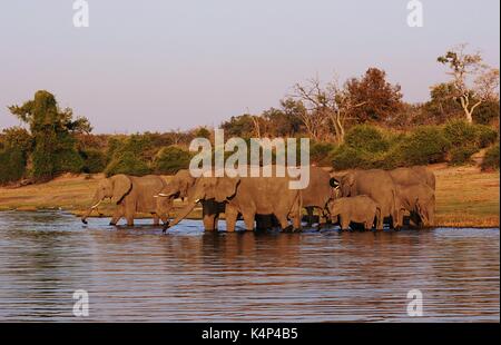 Familie von afrikanischen Elefanten Trinken an einem Wasserloch in der Chobe National Park, Botswana Stockfoto