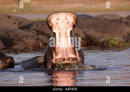 Wild Hippopotamus öffnete ihren Mund weit in der Chobe River, Botswana Stockfoto