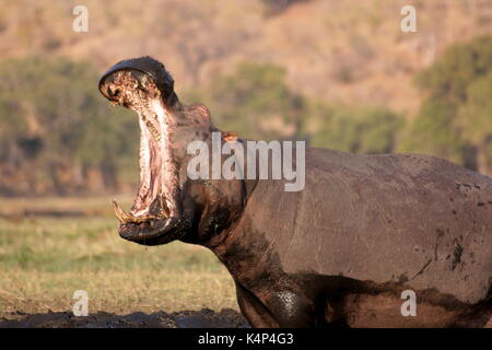 Nilpferd mit Mund in den Chobe National Park, Botswana öffnen Stockfoto