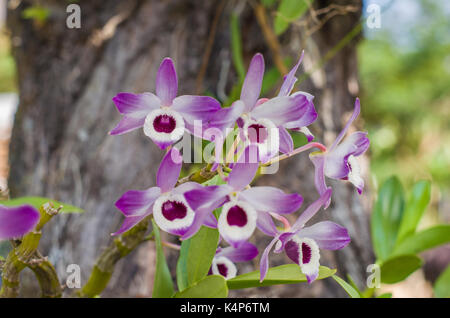Schöne Orchideenblume in der Natur, Foto für Hintergründe. Stockfoto