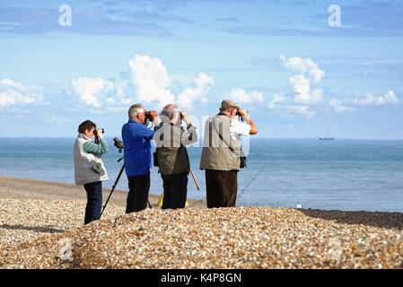 Vögel am Strand von Dungeness Kent UK Stockfoto