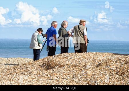 Vögel am Strand von Dungeness Kent UK Stockfoto