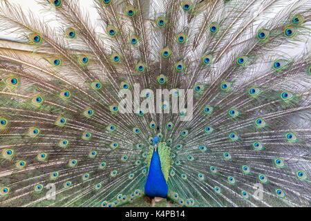 Bunte Pfau (indischen Pfauen oder Blauer Pfau (Pavo cristatus)) anzeigen, von vorne betrachtet. Stockfoto