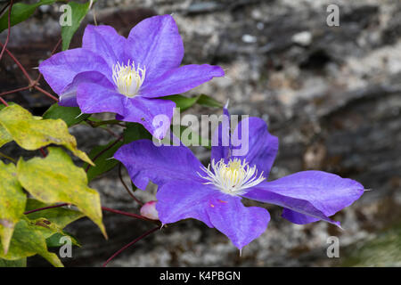 Lare, blaue Blumen Der winterharte Kletterpflanze, Clematis 'General Sikorski', während es später Sommer Blütezeit genommen Stockfoto