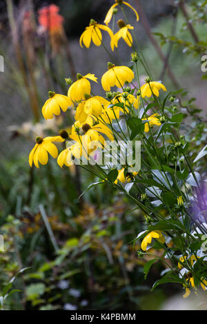 Gelb, spätsommerblumen Der winterharte Staude cut leaved Kegel Blume, Rudbeckia Baumannii' Herbstsonne' Stockfoto