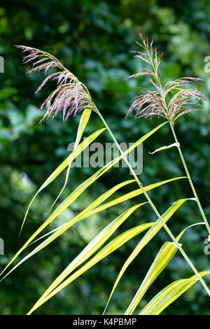 Gelber Panaschierung produziert hell vor dem späten Sommer Blumen im hohen Gras, Miscanthus x giganteus 'vergoldeten Kante' Stockfoto