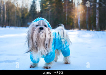 Shih Tzu Hund im blauen Strickpullover Winter Outdoor portrait Stockfoto