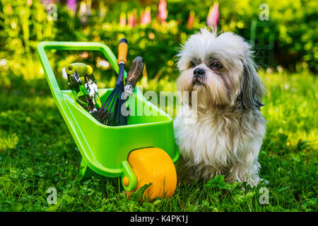 Süße Shih Tzu Hund im Sommer Garten mit Schubkarre und Tools Stockfoto