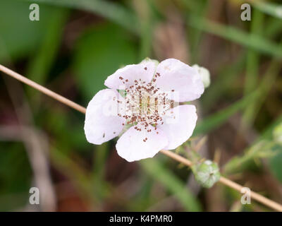 Schönen weißen Brombeere Blüte aus der Nähe voll konzentrieren, Essex, England, Großbritannien Stockfoto