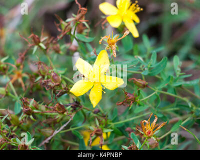 Die perforierte St John Wort auf der Weide Gras, Nahaufnahme, Essex, England, Großbritannien Stockfoto