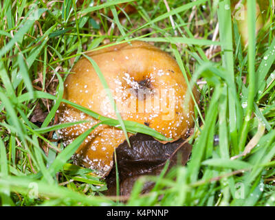 Faulen Apfel mit weißer Schimmel und fliegt auf Gras Boden gefallenen Früchte, Essex, England, Großbritannien Stockfoto