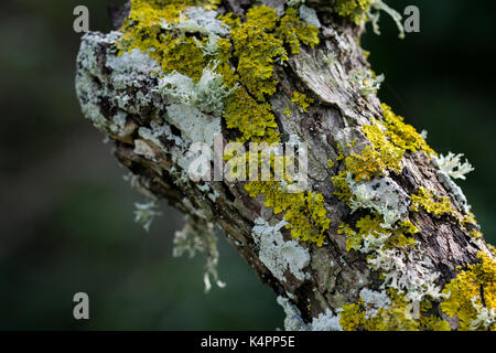 Flechten und Moos wächst an den Stamm eines Baumes in der maltesischen Landschaft. Stockfoto