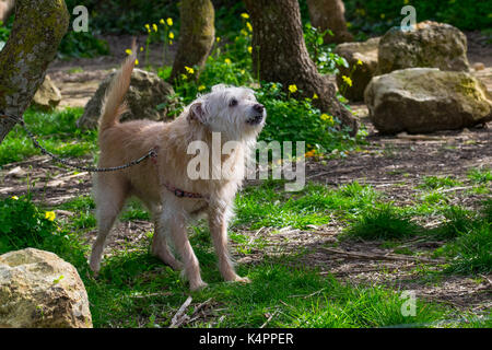 Ein cremefarbenes Hund, an einen Baum gekettet, sehnsüchtig auf seinen Besitzer frei laufen zu lassen und auf dem Land spielen. Schäbige Fell, freundlich verspielten Hund Stockfoto