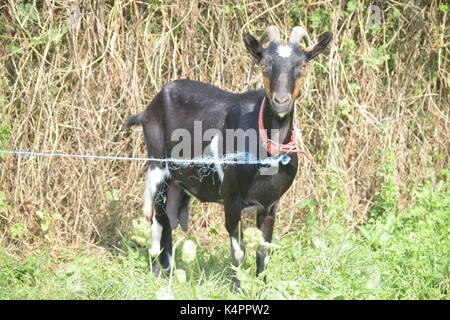 Schwarze und weiße Ziege auf dem Gras Stockfoto