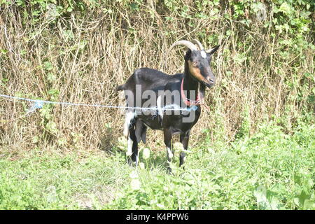 Schwarze und weiße Ziege auf dem Gras Stockfoto