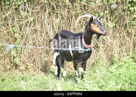 Schwarze und weiße Ziege auf dem Gras Stockfoto