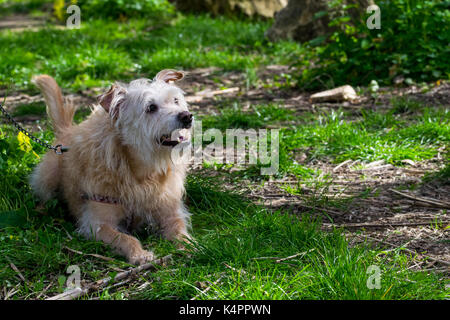 Ein cremefarbenes Hund, an einen Baum gekettet, sehnsüchtig auf seinen Besitzer frei laufen zu lassen und auf dem Land spielen. Schäbige Fell, freundlich verspielten Hund Stockfoto