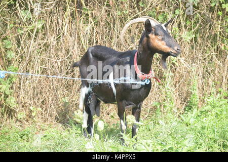 Schwarze und weiße Ziege auf dem Gras Stockfoto