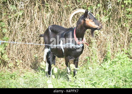 Schwarze und weiße Ziege auf dem Gras Stockfoto