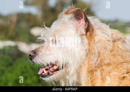 Eine Seitenansicht Schuß eines keuchend Creme Hund, Ausruhen nach einem langen Spaziergang. Stockfoto