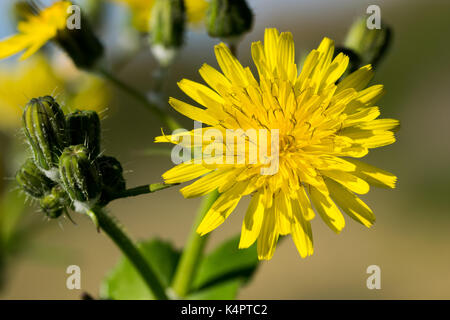 Eine gelbe Blume, glatte Gänsedistel Sonchus oleraceaus, in der Blüte der Maltesischen Inseln während einer schönen Wintertag. Malta Stockfoto