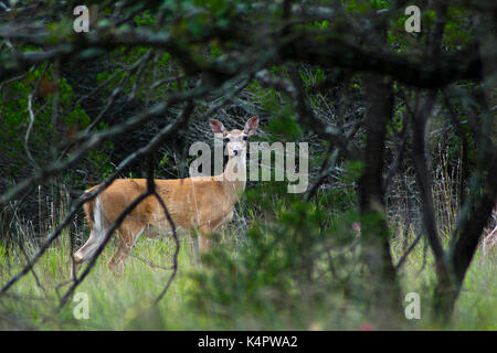 Eine White-tailed doe im Wald am Lake Mineral Wells State Park in Texas. Stockfoto