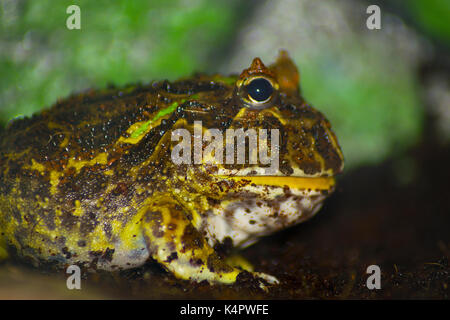 Makro Foto von einem brasilianischen Horned Frog. Stockfoto