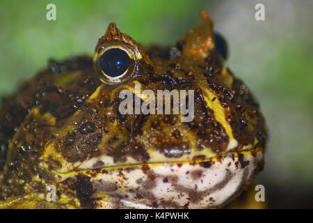 Makro Foto von einem brasilianischen Horned Frog. Stockfoto