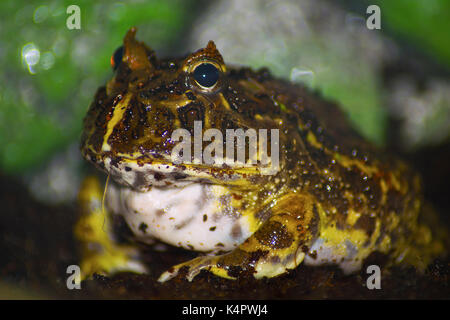 Makro Foto von einem brasilianischen Horned Frog. Stockfoto