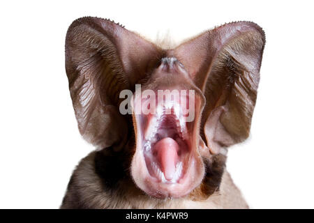 Harrisons Großohr-Freischwanzfledermaus (Otomops harrisoni) Nahkopf mit offenem Mund, isoliert auf weißem Hintergrund. Stockfoto