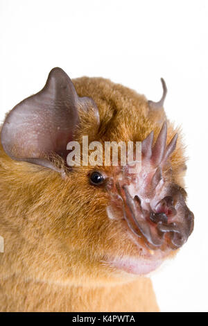 Afrikanische Trident Bat (Triaenops Afer) Porträt, auf weißem Hintergrund. Stockfoto