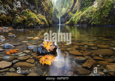 Der Punchbowl fällt, zusammen Eagle Creek in der Columbia River Gorge Stockfoto