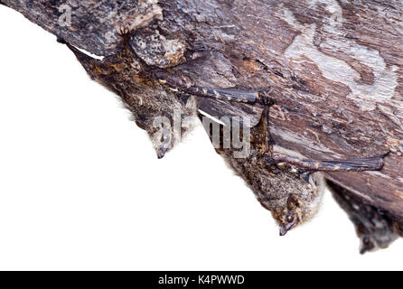 Proboscis Fledermäuse (Rhynchonycteris naso) Nester auf einem Baum Rinde im Regenwald, auf weißem Hintergrund. Stockfoto