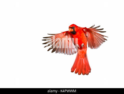 Männliche nördlichen Kardinal (Cardinalis cardinalis) fliegen, auf weißem Hintergrund. Stockfoto