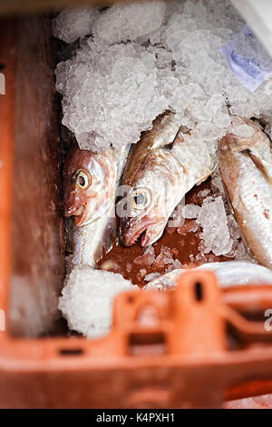 Wittling fischen im Eis, Kunststoffbehälter, Seafood Market Stockfoto