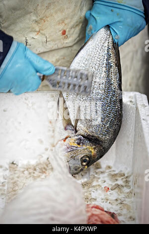 Dorade für Client auf dem Fischmarkt gereinigt Stockfoto
