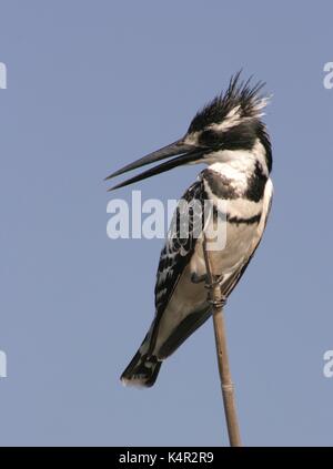 Pied Kingfisher sitzen auf ein Rohr in den Chobe National Park, Botswana Stockfoto