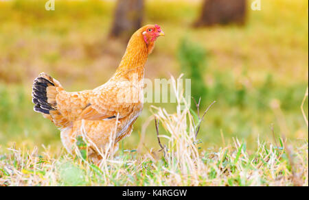Bauernhof Tier Hintergrund: Braun Huhn mit schwarzen Schwanz und roten Kopf zu Fuß auf den grünen Rasen von einem Bauernhof. Huhn links ausgerichtet, Raum neben Stockfoto