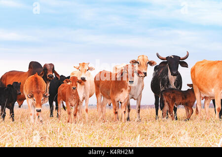 Herde mit der Kühe und Kälber auf der Weide von einem Bauernhof. Milchstraße Kühe, trockenen Weide, gemischte Farben, Weide, der Elternschaft und der Fütterung. Schöne Tiere bac Stockfoto