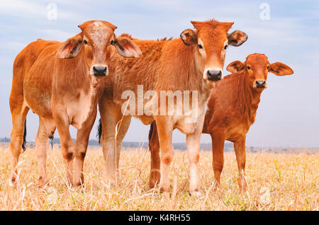 Drei braun Kälber auf einer Weide von einem Bauernhof. Foto mit vollem Körper, trockenen Weide, eine neben einander. Kälber mästen Regime. Stockfoto