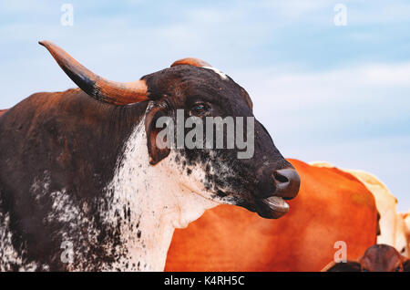 Schließen bis auf eine schwarze Kuh mit großen Hörnern. Kuh mit offenen Mund. Stockfoto