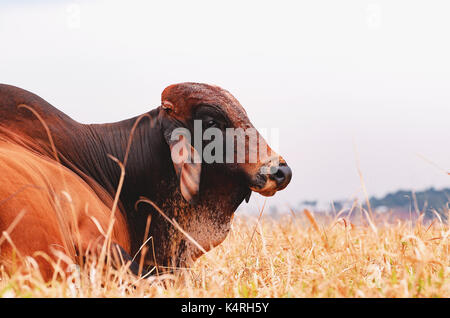 Big bull liegen auf dem trockenen Gras auf einer Farm auf der Weide. Farm Animal mit einer großen salience in seinem zurück. Reproduktive Tier. Stockfoto