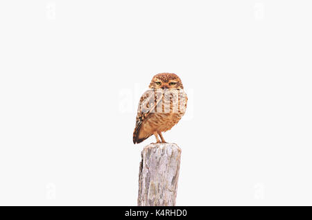 Eule über einen Zaun, schöner Vogel, auf weissem isoliert. Stockfoto