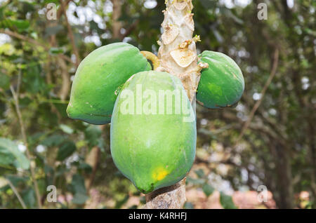 Drei reife Papaya Früchte am Baum. Stockfoto