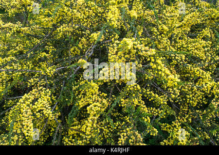 Native wattle, Acacia baileyana, Blüte im September kündigt die Antipodean Feder, Melbourne, Australien Stockfoto