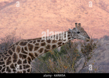 Giraffe Beweidung im Pilanesberg National Park, Südafrika Stockfoto