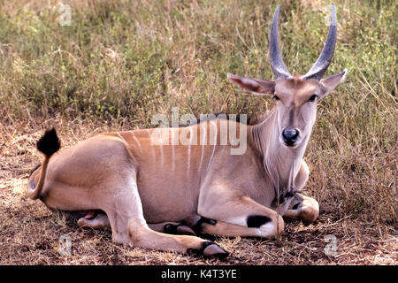 Eine elegante gemeinsame Elenantilope (taurotragus Oryx) - ein Mitglied der Antilope Familie - ruht in Nairobi National Park in Kenia, Ostafrika. Diese wiesen die Tiere sind leicht durch dünne weiße Streifen über den Rücken identifiziert und eine Reihe von beeindruckenden spitzen Hörner, die Männer und Frauen gemeinsam sind. Stockfoto