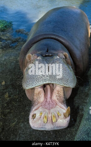 Ein nilpferd (Hippopotamus amphibius) öffnet ihre erstaunlich großen Mund, während sie darauf warten, in Busch Gardens, einem beliebten Wild Animal Park in Tampa, Florida, USA gefüttert zu werden. Diese Nahaufnahme zeigt Details der afrikanischen Tier Kehle, Zunge und Zähne gerade unter seiner riesigen behaarte Nase. Stockfoto